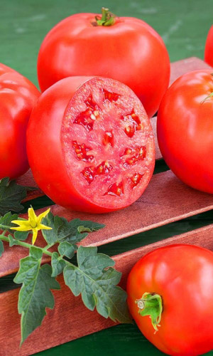 Томат ПЕРСЕЙ &mdash; Как мифический герой победивший Медузу Горгону, так и этот томат побеждает другие сорта по урожайности, насыщенности вкуса, сладости, аромату и устойчивости к болезням! Чудесный сорт!