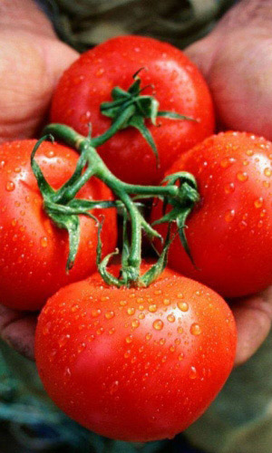 Томат ПРИПОЛЯРНЫЙ