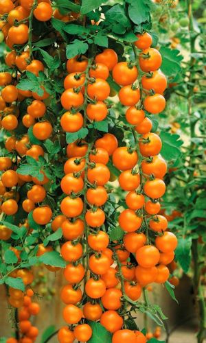 Томат РАПУНЦЕЛЬ КОСЫ ЗОЛОТЫЕ