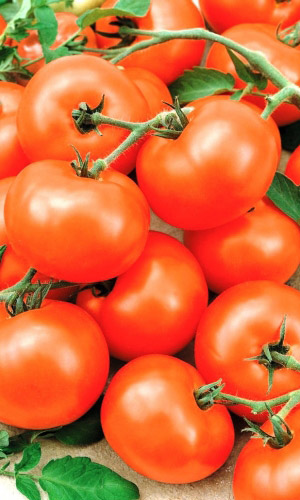 Томат РЕВАНШ &mdash; Крайне неприхотлив! Суперурожайный! Скороспелый! Устойчив к перезреванию! Не повреждается вершинной гнилью!