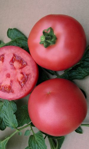 Томат РОЗОВЫЙ ФЛАМИНГО (большой пакет)