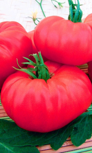 Томат РОЗОВЫЙ МЕДОВО-САХАРНЫЙ