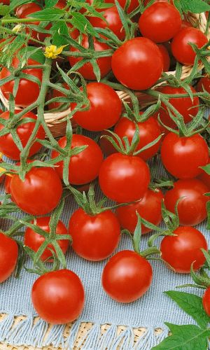 Томат РУССКИЙ ДЕЛИКАТЕС ЧЕРРИ