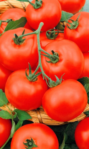 Томат СЕВЕРЯНКА