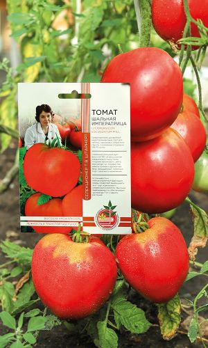 Томат ШАЛЬНАЯ ИМПЕРАТРИЦА коллекция Татьяны Штайнерт &mdash; Авторская селекция