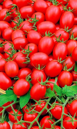 Томат ШАЛУН