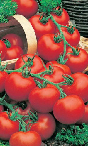 Томат СИБИРСКИЙ СКОРОСПЕЛЫЙ