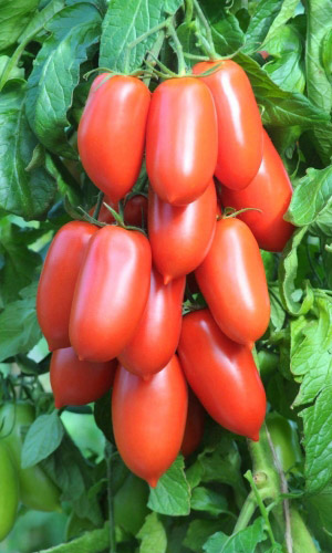 Томат СЛУЖЕБНЫЙ РОМАН