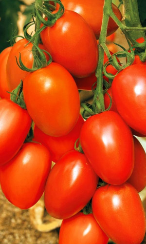 Томат СУПЕРГОЛ &mdash; В рассаде не вытягивается! Чертовски урожайный! Для засолки лучше не найти!