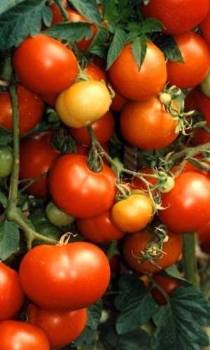 Томат УРАЛЬСКИЙ ДАЧНИК