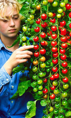 Томат ВИШНЯ РОЗОВАЯ &mdash; Сахарное угощение для детей! Незаменимое украшение для праздничного стола!