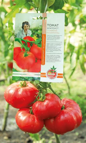 Томат ЗЛАТОУСТ коллекция Татьяны Штайнерт