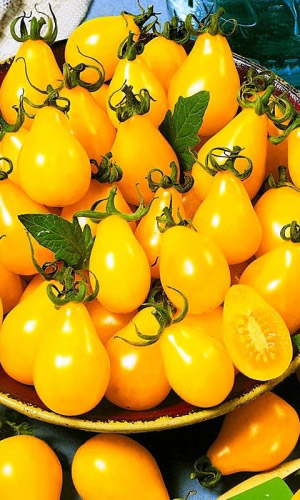 Томат ЗОЛОТОЙ КОЛОКОЛЬЧИК F1