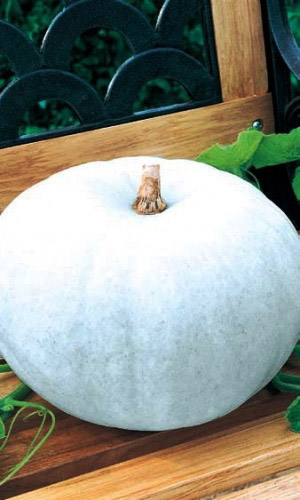 Тыква КРОШКА