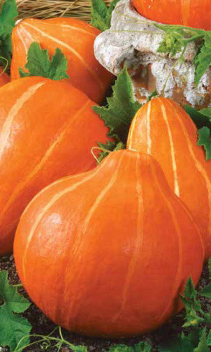 Тыква РОССИЯНКА