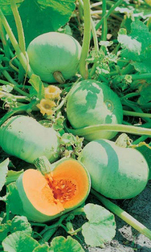 Тыква ВОЛЖСКАЯ СЕРАЯ 92