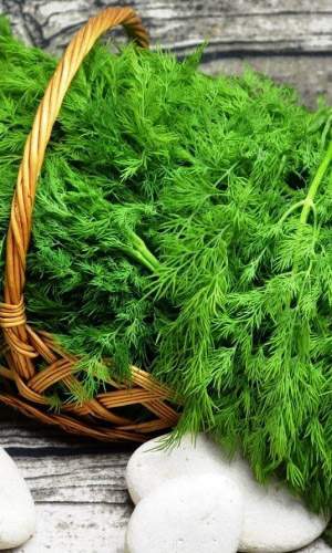 Укроп ЧЕМПИОН