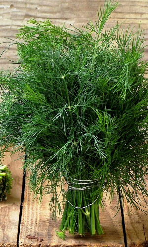 Укроп МАМОНТ