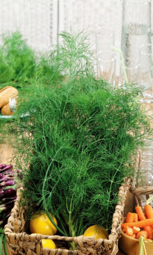 Укроп МОРОЗ ИВАНЫЧ