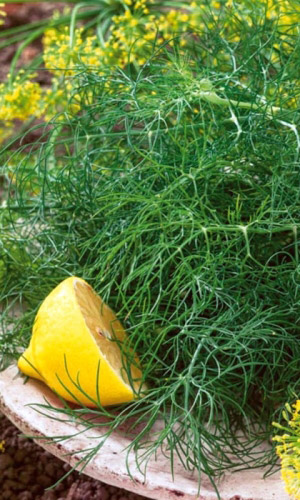 Укроп НЕЖНОСТЬ