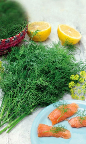 Укроп СИБИРСКИЙ БУКЕТ