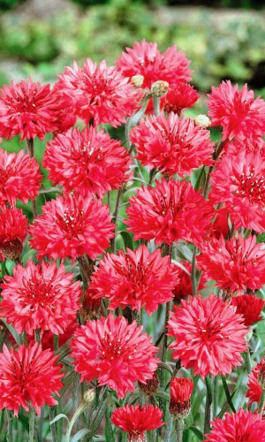 Василёк КРАСНЫЙ ДРАКОН