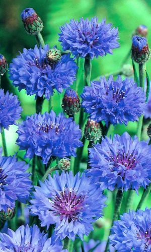 Василёк СИНЯЯ РЕКА