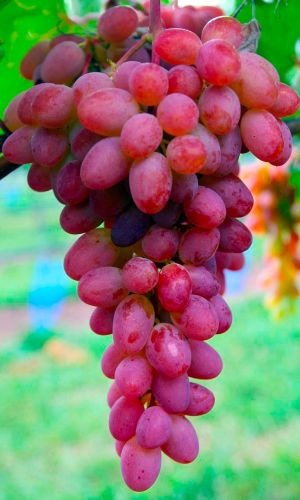 Виноград КИШМИШ ЛУЧИСТЫЙ