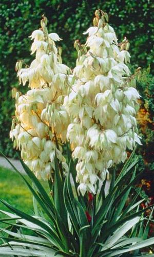 Юкка НИТЧАТАЯ