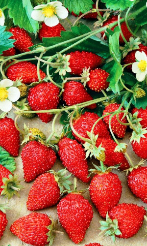 Земляника КРАСНАЯ ШАПОЧКА