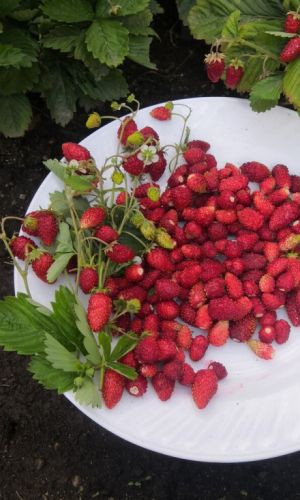 Земляника РУССКИЙ ДЕЛИКАТЕС