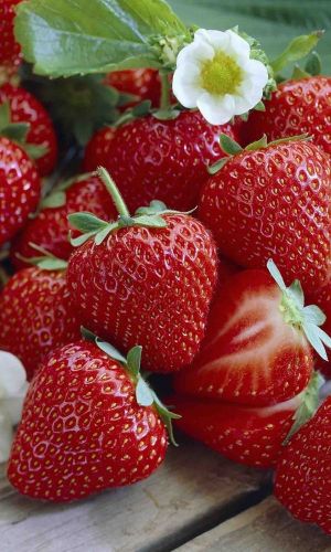 Земляника ШУСТРЁНОК