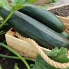 Кабачок ЧЁРНОЕ ЗОЛОТО цукини