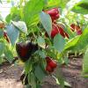 Перец ГИГАНТ ЧЁРНЫЙ F1