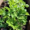 Петрушка листовая СИБИРЯЧКА
