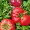 Томат ЧУДО НА РЕКОРД