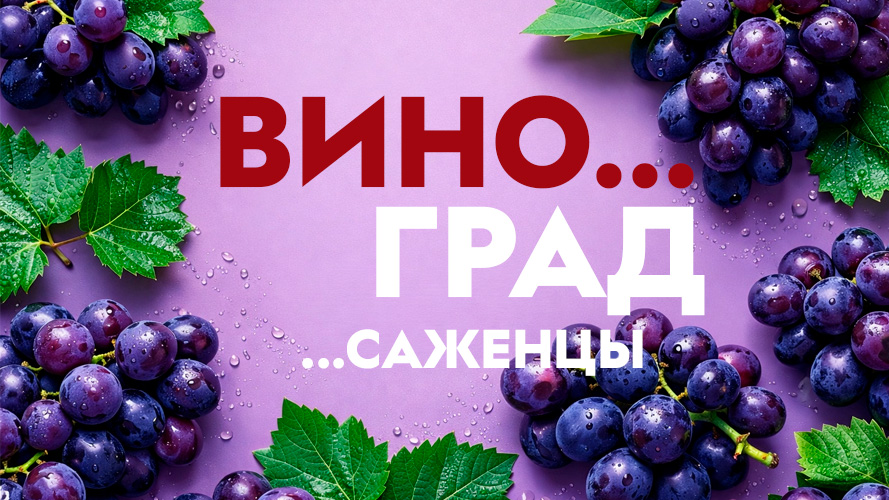 Саженцы винограда. Заказ на весну 2026